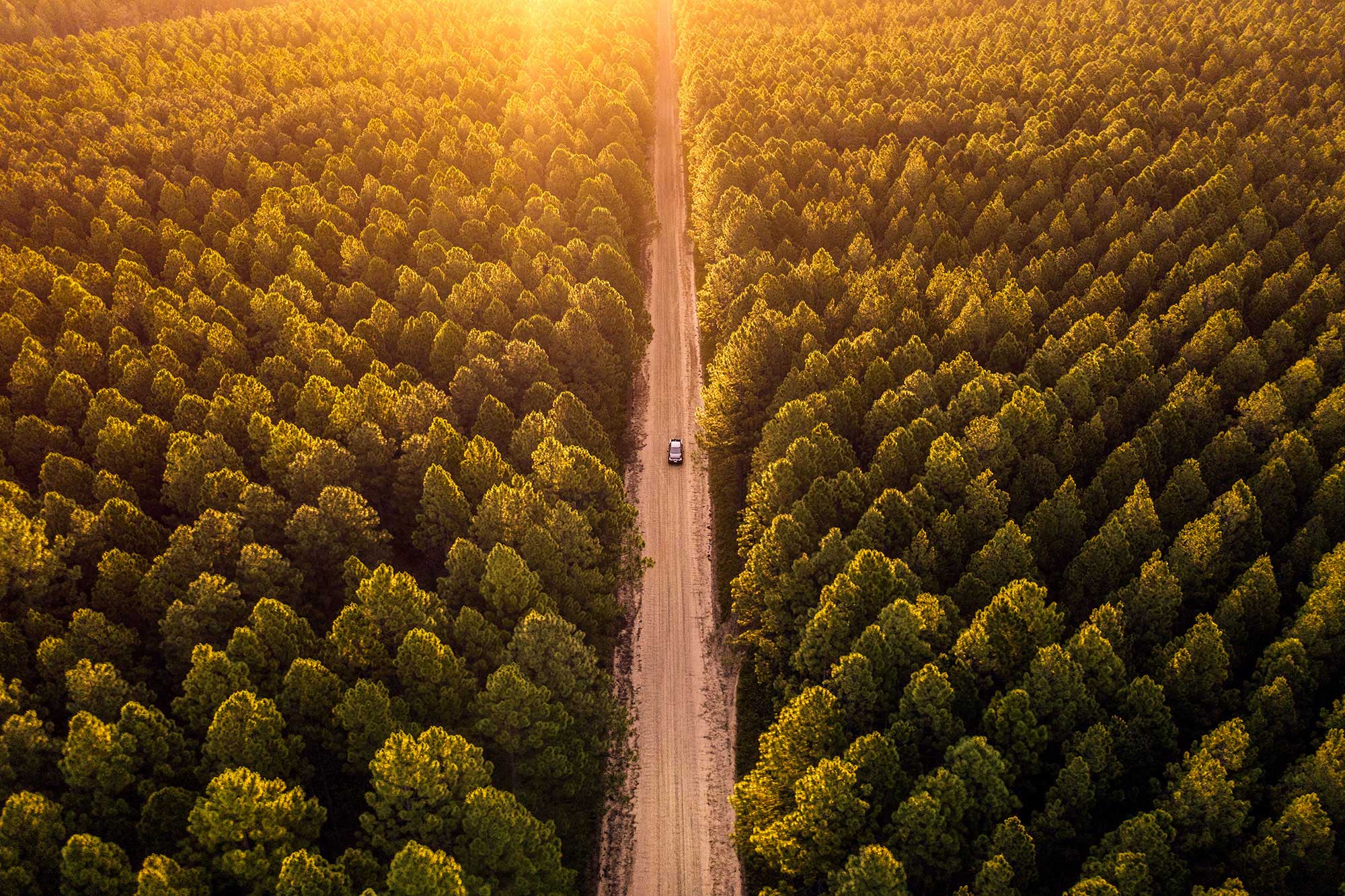 Jeff_Camden_car_drone_forest_2